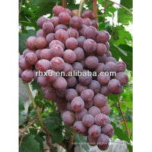 2013 uva roja dulce deliciosa del globo rojo del mundo / uvas rojas frescas del globo rojo para la venta